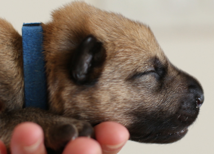 chinook puppy